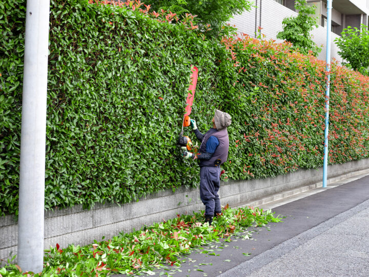 生け垣の手入れをする男性