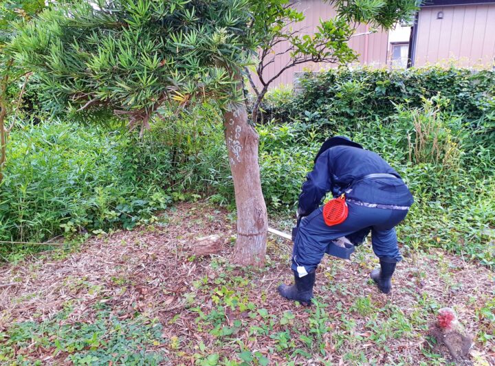 庭木を伐採する男性