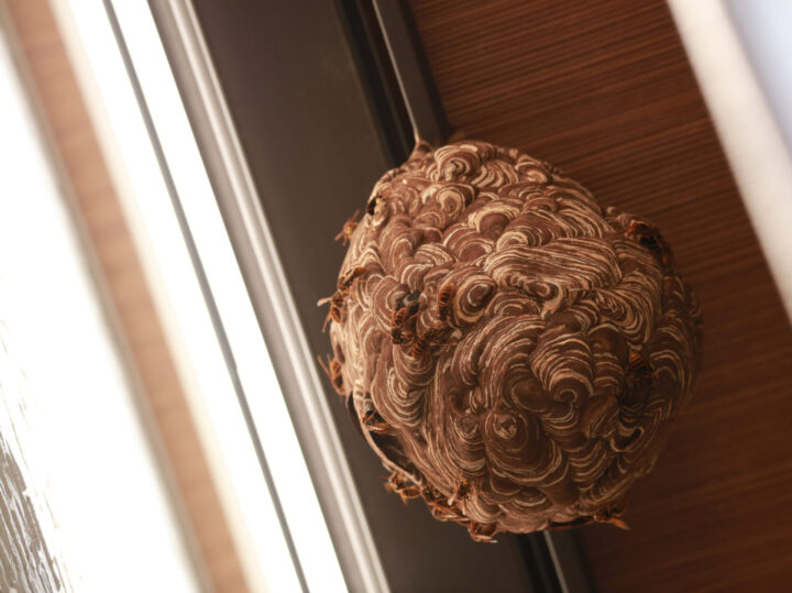 スズメバチの巣