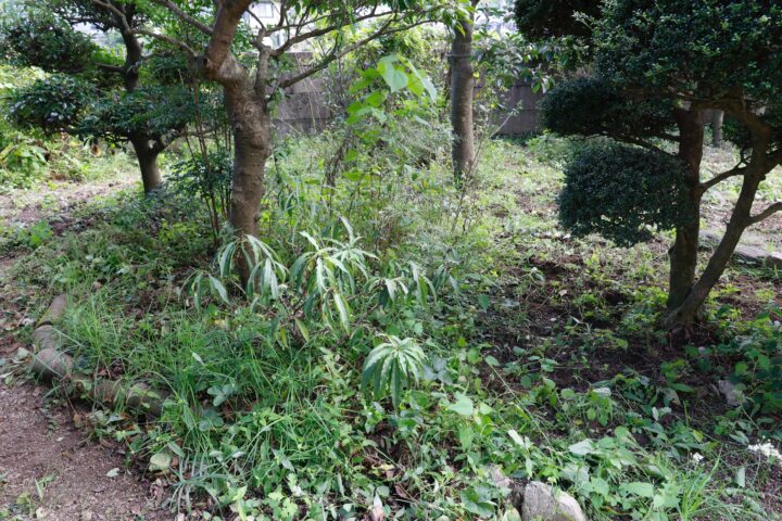雑草の生茂る庭